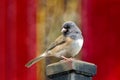 Dark-Eyed Junco Perched on a Pole Royalty Free Stock Photo