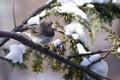 Dark-eyed Junco Perched in Snow Royalty Free Stock Photo