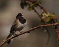 Dark Eyed Junco singing on a thorny branch Royalty Free Stock Photo