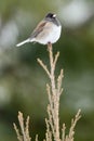 Dark Eyed Junco sitting on tree top Royalty Free Stock Photo