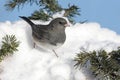 Dark-eyed Junco In Snow Royalty Free Stock Photo