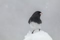 Dark-eyed Junco on snow covered branch in winter, head tilted Royalty Free Stock Photo
