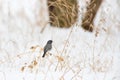 A Dark Eyed Junco in the Snow Royalty Free Stock Photo