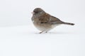 Dark Eyed Junco in Snow Royalty Free Stock Photo