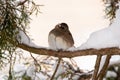 Dark eyed junco in the snow Royalty Free Stock Photo