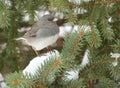 Dark-eyed Junco on snowy evergreen