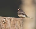 Adult Male Dark-eyed Junco in Alaska Royalty Free Stock Photo