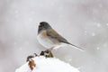 Dark eyed junco standing in falling snow Royalty Free Stock Photo