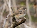 Dark-eyed Junco