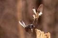 Dark eyed Juncos fighting Royalty Free Stock Photo