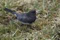 Dark-eyed Junko bird on grass