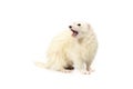 Dark eyed white ferret on white background posing for portrait in studio Royalty Free Stock Photo