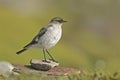 Dark-faced ground tyrant, Muscisaxicola macloviana Royalty Free Stock Photo