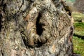 a dark fairy hole in the trunk of an old tree in the forest Royalty Free Stock Photo