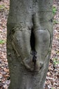 a dark fairy hole in the trunk of an old tree in the forest Royalty Free Stock Photo