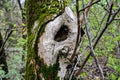 a dark fairy hole in the trunk of an old tree in the forest Royalty Free Stock Photo