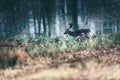 Dark fallow deer walking through meadow in forest. Royalty Free Stock Photo