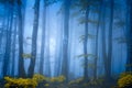 Dark fantasy forest with fog