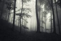 Dark fantasy forest with mysterious fog on Halloween Royalty Free Stock Photo