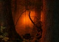 Dark fantasy forest. Mysterious red glow shining Royalty Free Stock Photo