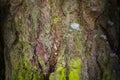 Dark fantasy texture gray tree bark covered with green moss bewitching forest wallpaper background for design concept of wildlife Royalty Free Stock Photo