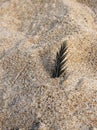 Dark feather in the rough beach sand texture Royalty Free Stock Photo