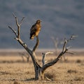 A dark-feathered eagle perches majestically on a bare, weathered branch of a small, Royalty Free Stock Photo