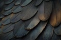 Dark Feathers Overlap Creating Intricate Pattern, Avian Elegance and Feather Texture