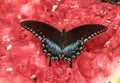 Dark Female Eastern Tiger Swallowtail Butterfly on Watermellon Royalty Free Stock Photo