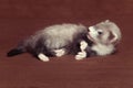 Dark sable young ferret baby laying in studio