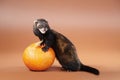 Dark ferret posing in studio with pumpkin on background