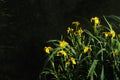 Dark floral background with yellow irises by the pond