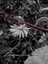 Dark flower and bee