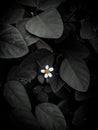 Dark flower blossom