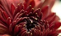 Dark flower Bud close-up. Beautiful artistic macro background