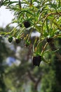 Dark flower buds of decorative flower Delavay`s tree peony, latin name Paeonia Delavayi, native to China