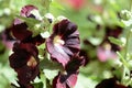 Dark flowers of the hollyhock Alcea rosea in the summer garden