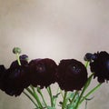 Dark flowers ranunkulus Royalty Free Stock Photo