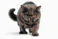 Dark fluffy cat sitting calmly on a white studio background, its sharp yellow eyes fixed on the viewer, with soft light enhancing Royalty Free Stock Photo