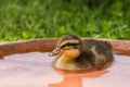 dark fluffy and dear indian runner duck baby swimming in a bowl with water Royalty Free Stock Photo