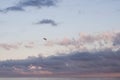 Dark flying seagull silhouette in high clear sky Royalty Free Stock Photo