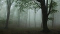 Dark fog into the forest. Horror scene