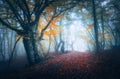 Dark fog forest. Mystical autumn forest with trail in blue fog Royalty Free Stock Photo