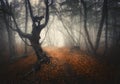 Dark fog forest. Mystical autumn forest with trail in yellow fog Royalty Free Stock Photo