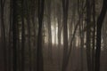 Dark fog trough trees in forest Royalty Free Stock Photo