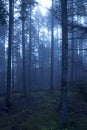 Dark Foggy Forest