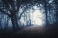 Dark foggy forest. Mystical autumn forest with trail in fog Royalty Free Stock Photo