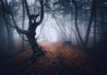 Dark foggy forest. Mystical autumn forest with trail in fog