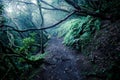 Dark foggy forest and path through it. Royalty Free Stock Photo