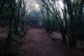 Dark foggy forest and path. Wild woodland nature background